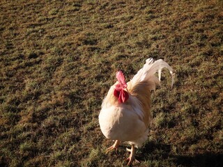 White free range rooster in green grass, close up portrait