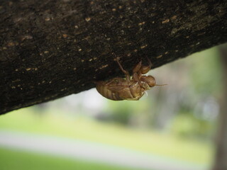 Obraz premium Moulting cicada. Cicada in the wildlife nature habitat using as background or wallpaper. Cicada insect stick on tree.