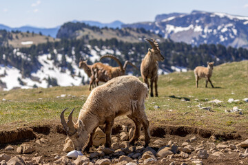 Herd of ibexes eating grass in the Vercors, France
