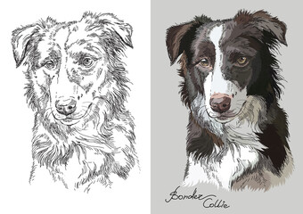 Vector illustration portrait of dog border collie