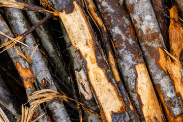 Close-up of a forest clearing with felled
