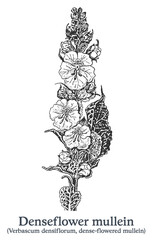 Denseflower mullein. Vector hand drawn plant. Vintage medicinal plant sketch.