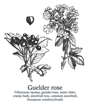 Guelder rose. Vector hand drawn plant. Vintage medicinal plant sketch.