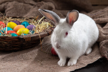 White bunny with basket of colored eggs on burlap Easter background.