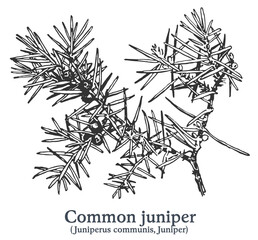Common juniper. Vector hand drawn plant. Vintage medicinal plant sketch.