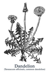 Dandelion. Vector hand drawn plant. Vintage medicinal plant sketch. © Aleks Taurus