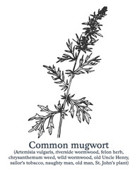 Common mugwort. Vector hand drawn plant. Vintage medicinal plant sketch.