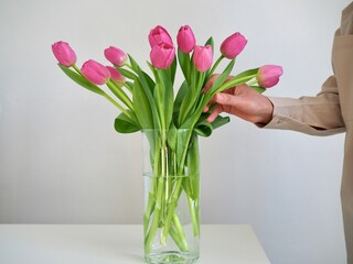 Woman putting flowers in vase. Composing bouquet. Bouquet pink tulips in glass vase. Woman holding tulips in her hands, florist, floristry. Place for text