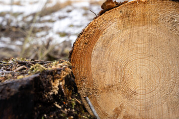 tree is sawn in half and you can see its structure and annual rings