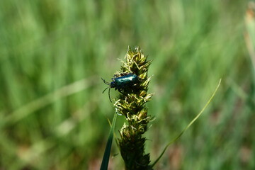 a green beetle sitting in the grass on a blade of grass