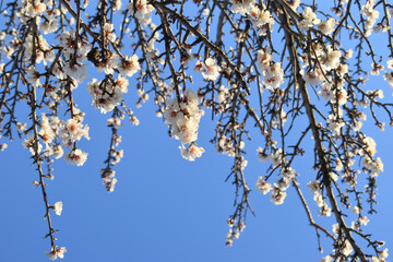 rami di un mandorlo in fiore in primavera. fiori bianchi nel cielo blu