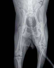 X-ray of a dog with severe hip dysplasia and osteoarthritis of the right hip and bone dissolution in the hip head. The right femur is also much shorter than the left one