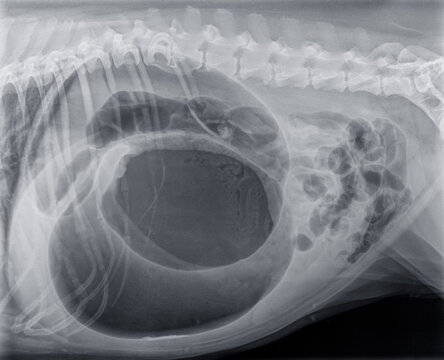 Lateral x-ray of a large dog with a gastric  dilatation and torsion. There is a lot of gas (black on the photo) in the stomach. This is always an emergency case