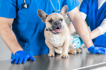 French Bulldog in a veterinary clinic. Two doctors are examining him. Veterinary medicine concept....