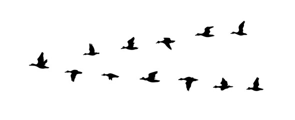 A ducks flying south. Vector illustration