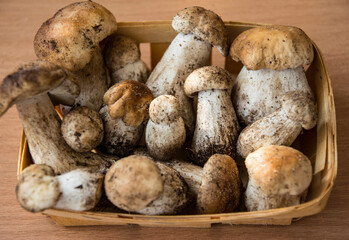 Fresh porcini mushrooms collected in the forest for cooking.