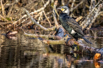 A great black cormorant sitting on a tree in a pond called Jacobiweiher next to Frankfurt, Germany at a sunny evening in winter.
