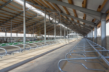 Construction of a new modern cowshed on the farm. Cowshed inside. New complex on the farm.