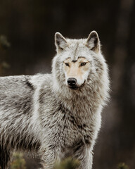 Obraz premium portrait photo of a wolf shedding in finland