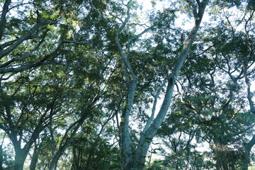Arboles