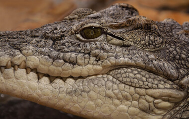 crocodile head close-up on brown background