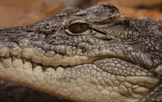 Crocodile Head Close-up On Brown Background