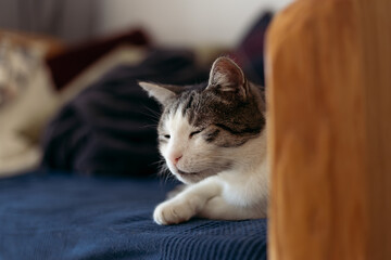 Sleepy cat resting in bed