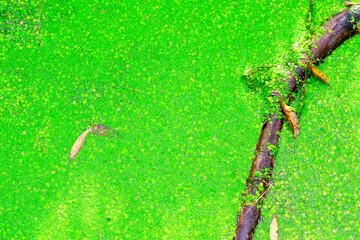 Pond covered by duckweed in Hampstead Heath of London