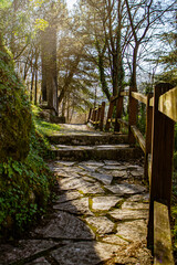 Fototapeta premium path in the woods