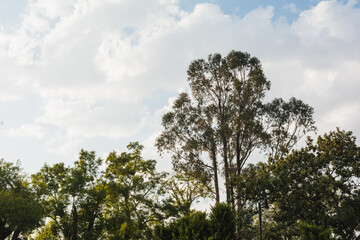 Giant eucalyptus tree, illuminated by the evening light.