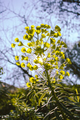 yellow flowers on a tree