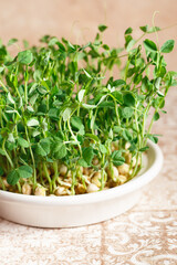 Peas microgreens with seeds and roots. Sprouted peas Seeds. Sprouting Micro greens. Seed Germination at home. Vegan and healthy eating concept. Growing sprouts. Green living concept