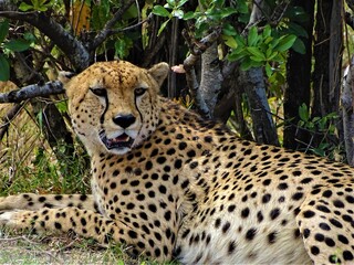 Cheeta observing