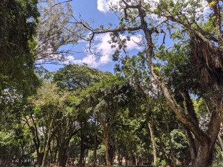 trees in the park