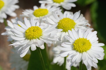 Blooming daisies (lat. Bellis perennis) close-up