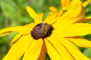 A bee on a yellow flower of Rudbeckia close-up