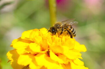 A bee on a yellow marigold flower (Lat. Tagetes)
