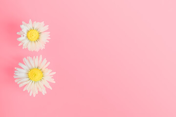 spring chamomile daisy flowers on pink background. flat lay