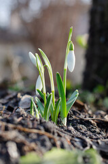 Snowdrops bloom in early spring. White little flowers. Beautiful plants in the garden. Galanthus nivalis