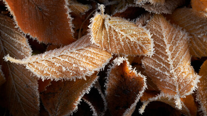 Orange braune Laubblätter mit Raureif nach erstem Frost im Spätherbst