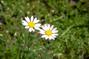 Camomile flowers in the field