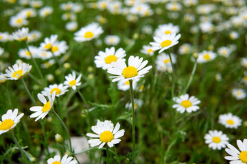 Field of blooming daisies in spring