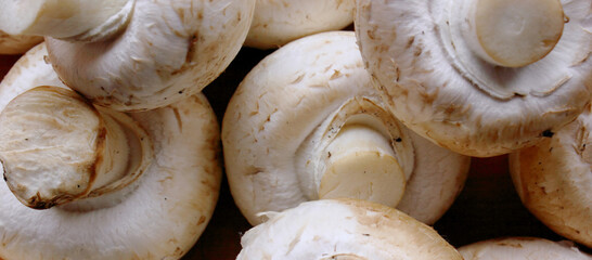 Champignons. Lots of fresh mushrooms close-up view from above. Delicious and healthy mushrooms are grown at home. Fresh raw mushroom. The frame filled entirely with mushrooms. Background. Food. Banner