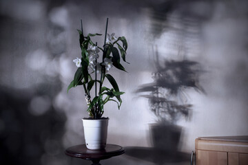 The Dendrobium Nobile Orchid houseplant in flowerpot and sun glare in the room