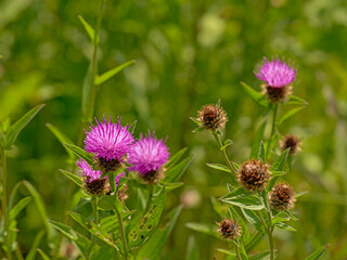 Bright pink milk thistle flowers  - Silybum marianum