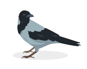Grey Crow bird icon isolated