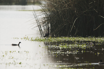 Sickle-billed Ibis (Plegadis falcinellus) fishing in the lake