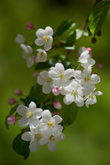 In spring, a joyful and colorful new life is awakened 