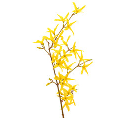 Yellow Forsythia blossom, Forsythia europaea