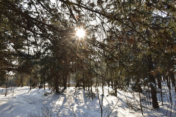 The sun shines through the branches of pine trees in the winter forest.
